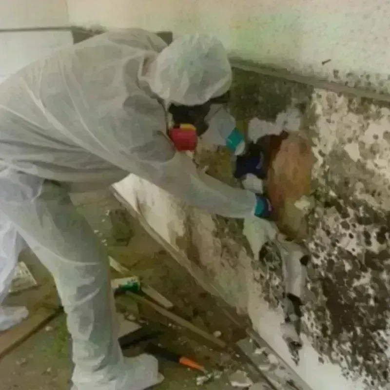 Mold Remediation and Removal in Marion County, IL